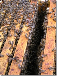 Rojení  a velikost včelstva 177