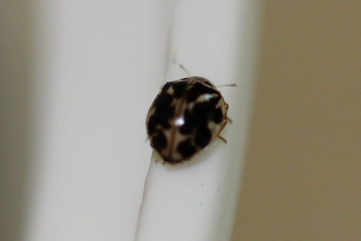 Parenthesis Lady Beetle