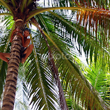 Harvesting Coconuts by Leong Jeam Wong -  