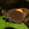 Narrow-banded Velvet Bob Butterfly
