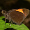 Narrow-banded Velvet Bob Butterfly