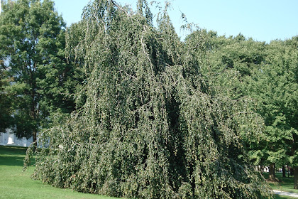 weeping katsura tree wikipedia