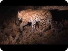 leopard Luangua (12)