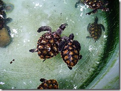 turtles-one