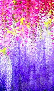 Petals live wallpaper Screenshots 6