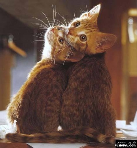 [cat2[2].jpg]