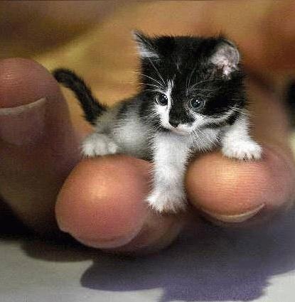 [cat3[2].jpg]