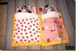 cat4 cat4