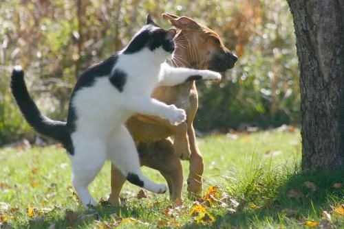 [cat7[2].jpg]