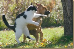 cat7 cat7