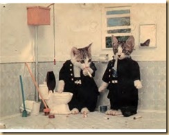 cat8 cat8