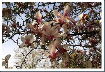 SpringMorning,4-10 015