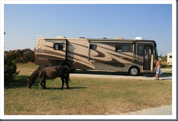 Assateague Island,10-10 077