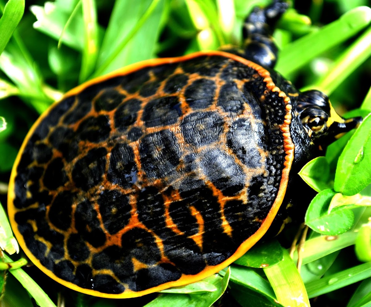 Florida Soft Shell Turtle