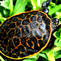 Florida Soft Shell Turtle