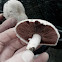 Meadow mushroom