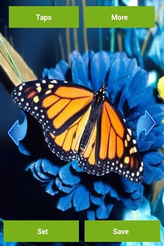 Butterflies Wallpapers