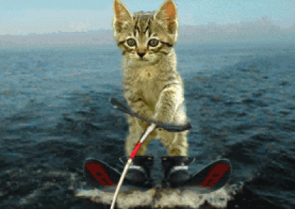 gato1.png