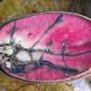 Pedunculate oak( acorn)