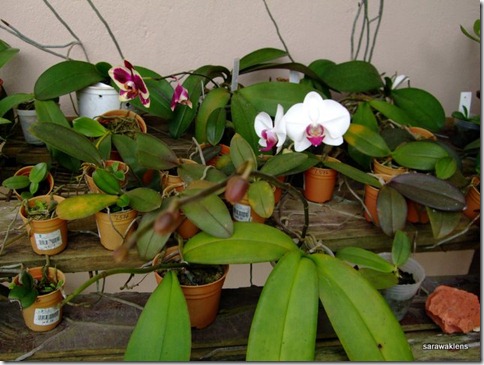 Phalaenopsis_seedlings_update
