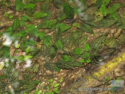 Cryptocoryne_striolata_in_natural_habitat