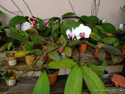 Phalaenopsis_orchids_spider_mites_1