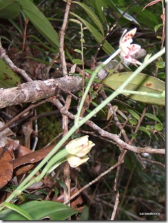 Phalaenopsis_maculata_orchid 1
