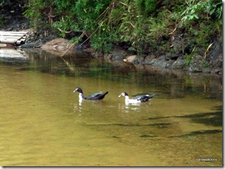 ducks_in_river