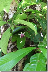 Phalaenopsis_bellina_on_tree