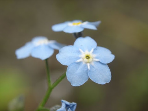 Photo Foto Alam Flowers Light Blue