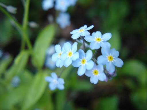 Photo Foto Alam Flowers Light Blue