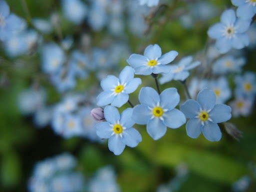 Photo Foto Alam Flowers Light Blue