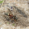 Solitary wasp (female)