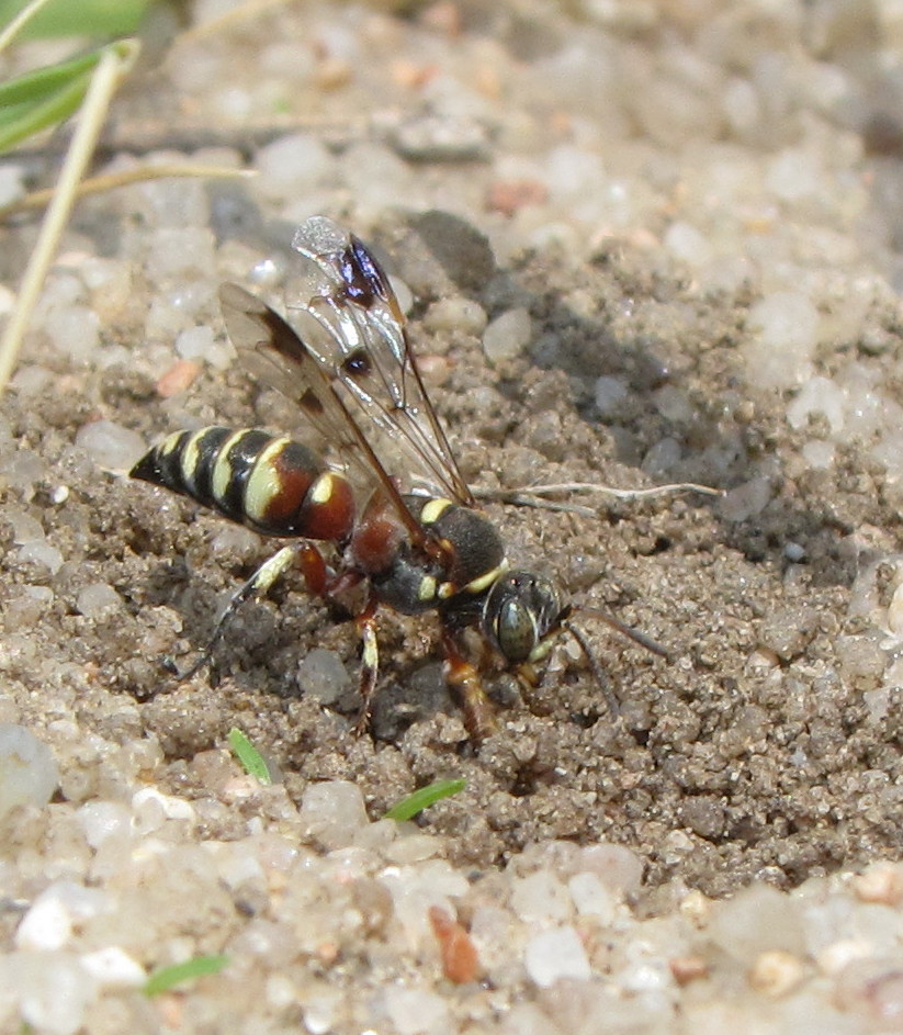 Solitary wasp (female)