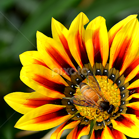 by Saptarshi Datta - Flowers Single Flower