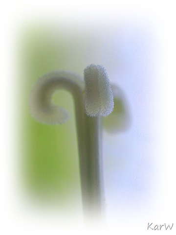 [macro amaryllis[7].jpg]
