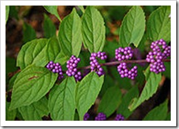 Beautyberry Callicarpa dichotoma'Early Amethyst' (Purole Beautyberry)Wikipedia