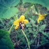 Common eastern bumblebee