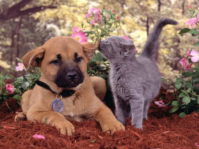[Cats and Dogs[3].jpg]