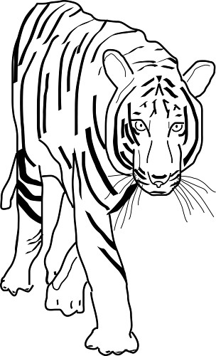tiger clipart outline - photo #38