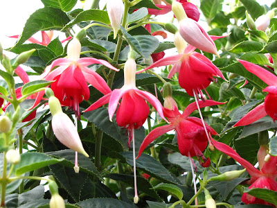 IMG_3703.JPG
