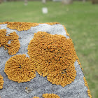 Orange Star Lichen