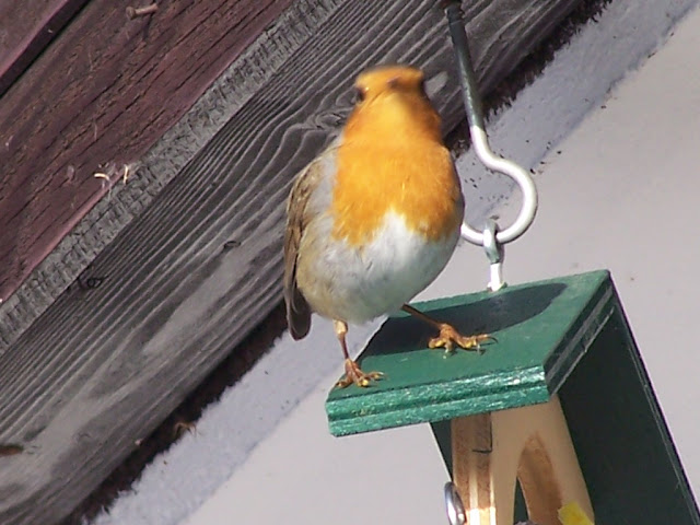 100_9009.jpg
