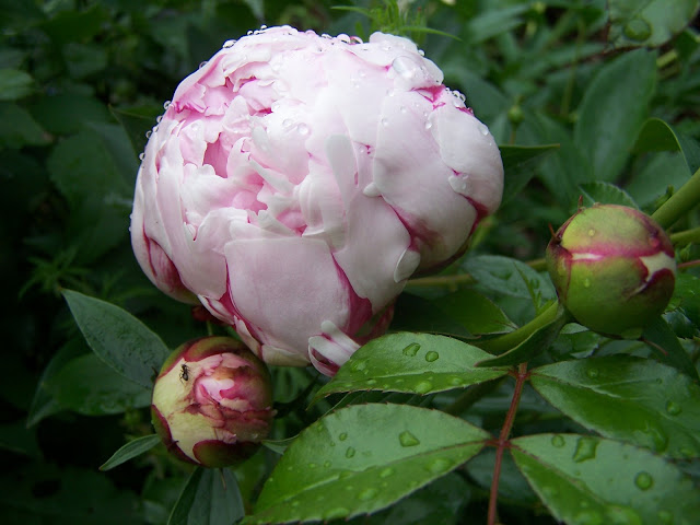 100_9643.jpg