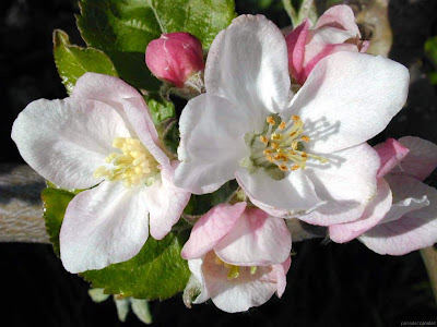flores12.jpg