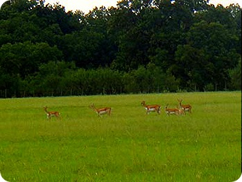 deer-with-antelope