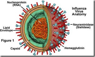 Influenza anatomy