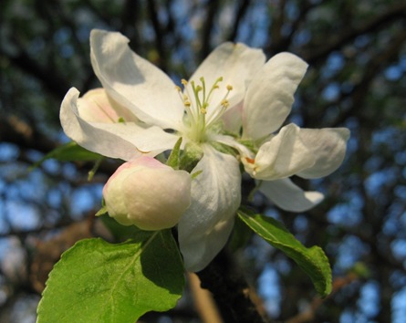 [Apple blossom[3].jpg]