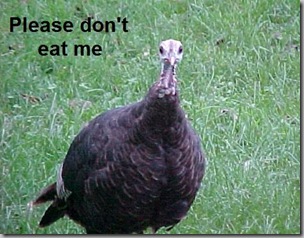 Don't eat me turkey