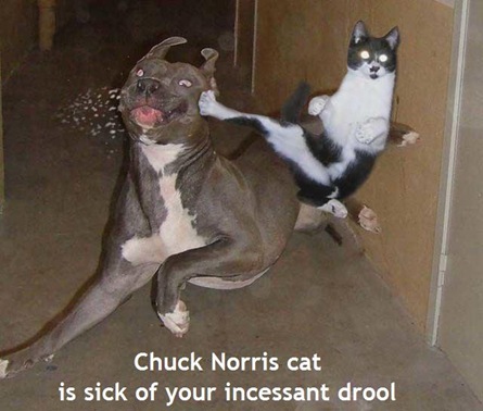 [Chuck Norris cat[3].jpg]